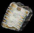 Polished Mammoth Molar Section - North Sea Deposits #44105-1